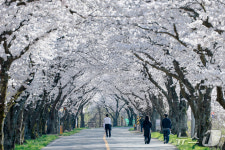벚꽃 엔딩 즐겨요…경주시 암곡동 벚꽃터널에 관광객 북적