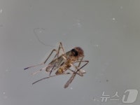 여수서 일본뇌염 매개 '작은빨간집모기' 확인…작년보다 3개월 빨라
