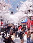 봄봄봄, 인제로 봄!…주민이 만든 인제 골목문화제