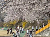지기 전 한 번 더…충북 벚꽃 명소에 몰린 봄나들이 인파