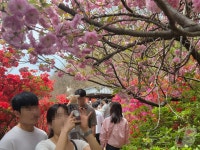 왜 명소인지 알겠어요…완산칠봉 꽃동산 겹벚꽃에 상춘객 감탄