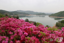 용담호에 벚꽃이 지고 나니 철쭉이 붉게 물들다