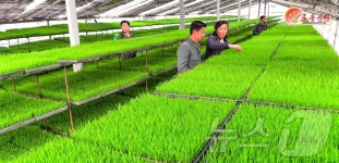 北, 장풍군 대덕산 농장 조명…영양모 비배 관리 강조