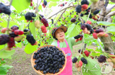 제철 맞은 오디 수확합니다