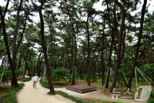 퐇아시 송림숲 소나무재선충병 확산 차단