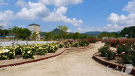 [풍경] 영동 추풍령급수탑공원 초여름 장미 만개