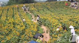 노란 물결 해바라기 축제 찾은 관광객들