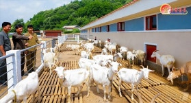北 신의주에 새 염소목장 건설…축산기반 확대 부각
