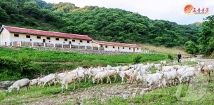 北, 창성군 염소목장 개건…어린이 젖제품 공급 개선 담보 마련
