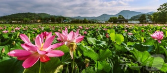 [화보] 청도 유등연지 연꽃 장관…밤엔 낭만 품은 야경