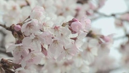 중부 벚꽃 곧 개화…주 중반부터 잦은비 소식