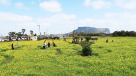 성큼 다가온 봄…남녘은 유채꽃ㆍ매화 활짝