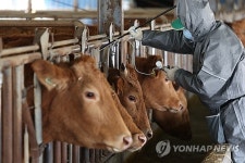 전남 무안서 구제역 두 건 추가…전국 발생 사례 16건