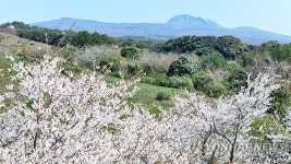 제주서 고사리 캐던 50대, 뱀에게 물려 병원 이송