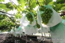 샤인머스캣 등 포도 수출량 최대…1년새 두배로 증가
