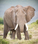 최고급 사파리 리조트 운영하던 남아공 억만장자…코끼리에 밟혀 숨져