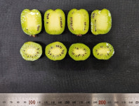 다래 천연성분 미리세틴,  건병증 치료 효과  확인