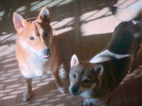 뉴이스트 아론, 유기견 입양…꽃순이를 소개합니다