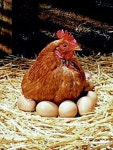 구구데이 뜻 불러 모아 닭·계란 먹는 날…농림부서 지정