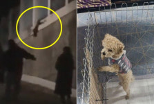 장난삼아 반려견 공중에 빙빙 돌린 견주, 다시 개 데려가