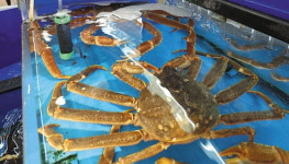 대게 먹으려면 지금이 기회…가격 반토막 난 이유는?