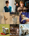 오사개 연기犬 핀아 1000만 반려인구 심장 저격