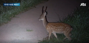 “사슴섬 관광지는 안되나요”…사슴이 바다 1.5km 수영을?