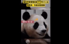 [영상] 냠냠 야무지게 빵 뜯는 푸바오…냄새·소리로 친구들과 교류