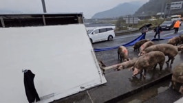 돼지 실은 차 고속도로서 전복…돼지 30여 마리 탈출 소동