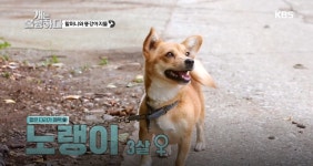 [개는 훌륭하다] 좋은 환경에서 편안하게 살게 해주면 강아지들의 행동은 저절로 변해요
