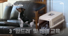 [개는 훌륭하다] 3대 악마견을 능가하는 ‘초 악마견’ 먹식이 등장!