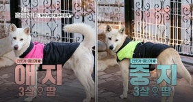 [개는 훌륭하다] 온 동네 떨게하는 무법 진돗개 네 마리 등장, 강형욱도 긴장한 극강의 난폭성