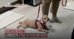 [개는 훌륭하다] ‘오지마, 저리가’ 마음 닫고 벽을 쌓는 것이 익숙한 푸들 사랑이
