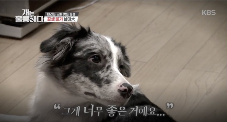 [개는 훌륭하다] 단절 됐던 모녀사이를 다시 이어준 소중한 존재 ‘코비’ | 포토뉴스