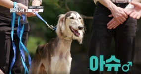 [개는 훌륭하다] ‘매력적인 귀’ 특집! 가장 유명한 귀 바셋하운드와 가장 우아한 귀 살루키 등장