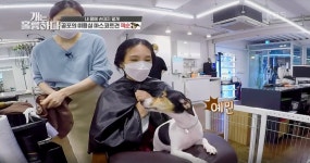 [개는 훌륭하다] 입질견 잭순이의 공포 미용실에 오신 것을 환영합니다~