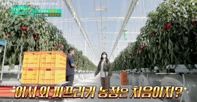 [신상출시 편스토랑] 이유리, 최고의 파프리카를 찾기 위해 파프리카 농장까지 접수!