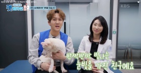 [펫 비타민] 새로운 삶을 얻은 프린스와 행운이, 가족을 찾습니다!!