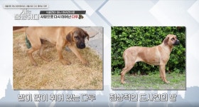 [개는 훌륭하다] 식용견에서 반려견으로 극적인 견생 역전, 다시 태어난 도사견 ‘다루’