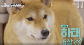 [개는 훌륭하다] 귀여운 외모와 그렇지 못한 성격의 시바견, 아들 같은 5살 하태의 이야기