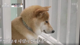 [개는 훌륭하다] “난 안 볼란다…” 달라진 보호자 태도에 충격 받아 창 밖 응시하는 하태