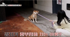 [개는 훌륭하다] 시골에서 자랐지만 바깥이 무서운 시고르자브종 아롱이의 사연