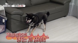 [개는 훌륭하다] 괜한 목줄에 화풀이하는 몽구, 점점 심해지는 분노와 괴성에 놀라는 보호자