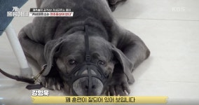 [개는 훌륭하다] “먼저 예의만 지켜주면 된다” 개훈련 앞서 사람들 태도 강조하는 강형욱