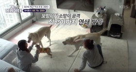 [개는 훌륭하다] 이 구역의 미친개 ‘꼬망’과 잠재적 사고견 ‘희망’, ‘소망’의 불안한 동거