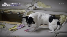 [개는 훌륭하다] 옷, 가방, 벽지 뜯고 맛보고~ 괴식 즐기는 보스턴테리어 믹스견 밤톨이