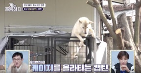 [개는 훌륭하다] 담벼락은 넘어야 제맛이지~! 자유로운 영혼의 소유자 캡틴
