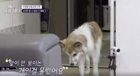 [개는 훌륭하다] 가족 사랑 듬뿍 받고 자란 시각장애견 ‘심바’, “화장실서 나오는 아이들 공격해” 곤란 겪는 가족들