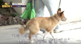 [개는 훌륭하다] 귀여운 외모와 그렇지 못한 난폭성의 소유자 ‘축복이’, 끔찍한 물림 전과 공개에 할 말 잃은 MC들