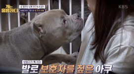[개는 훌륭하다] 사이좋은 남매사이 바랐던 보호자에 닥친 ‘아쿠’와 ‘순심이’의 피를 부르는 서열싸움